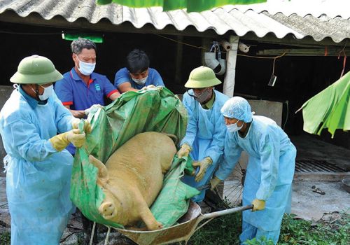 Đồng bộ giải pháp phòng, chống ASF