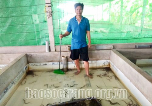 Nuôi lươn đạt tiêu chuẩn xuất khẩu sang Nhật Bản