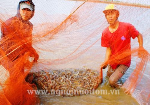 Ngành tôm ĐBSCL: Nhanh chóng phục hồi, tăng tốc sản xuất