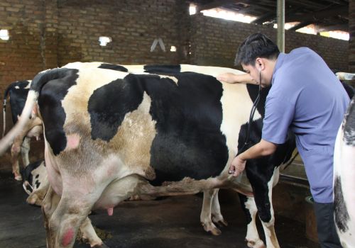 Chủ động phòng bệnh cho vật nuôi vụ xuân hè