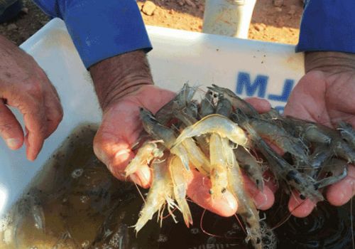 Axit amin tinh chất trong thức ăn thủy sản