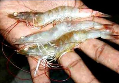 Baculoviral Midgut-gland Necrosis – BMN