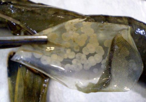 Chiến lược kiểm soát bệnh đốm trắng ở tôm