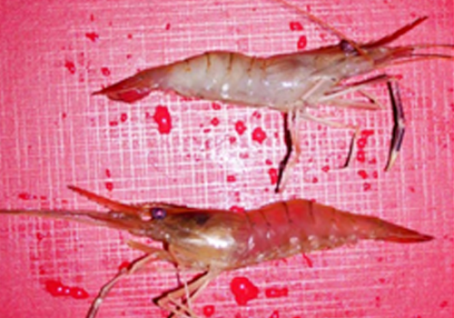 Bệnh đục cơ tôm càng xanh