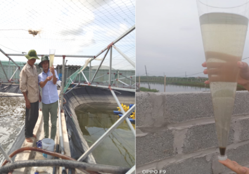 Vai trò của Biofloc trong nuôi trồng Thủy sản