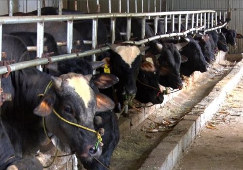 Triển vọng từ mô hình nuôi bò 3B