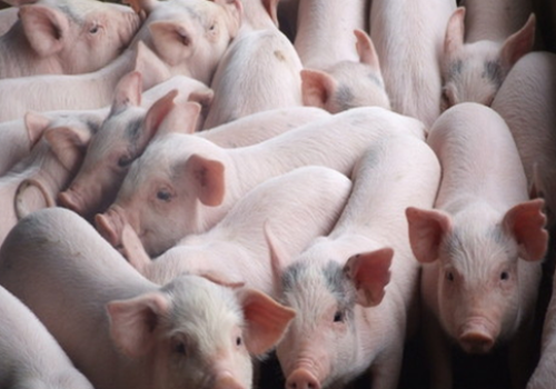 Các biện pháp kiểm soát virus gây bệnh tiêu chảy trên heo