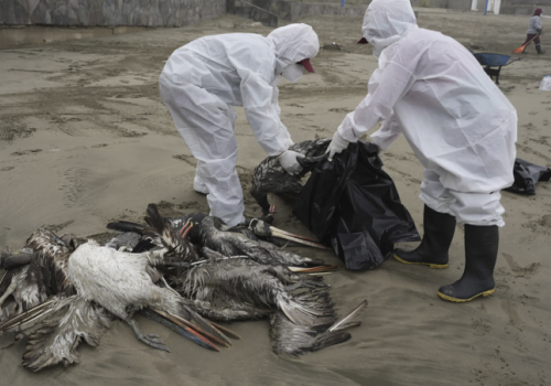 Các loại cúm A nào từ gia cầm có thể lây sang người?