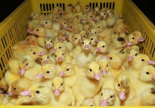 Cách khắc phục hiện tượng ngan mổ lông nhau