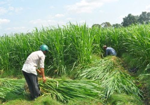 Cách trồng và chăm sóc cỏ voi