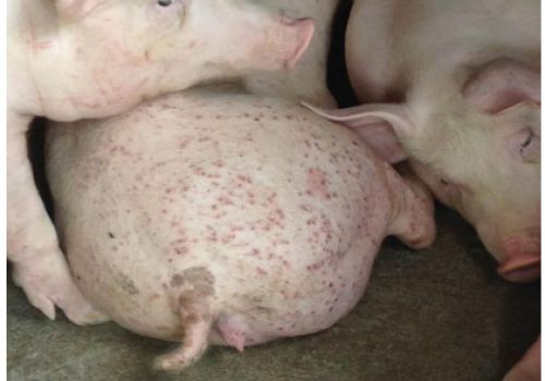 CÁC BƯỚC CHẨN ĐOÁN BỆNH HỘI CHỨNG CÒI CỌC- VIÊM DA- VIÊM THẬN (CIRCO VIRSUS) TRÊN HEO