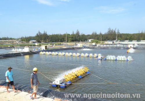 Quảng Nam: Nghề tôm vượt khó, kỳ vọng lớn