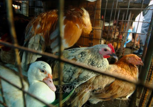 Philippines siết chặt các biện pháp nhằm ngăn chặn lây lan cúm gia cầm