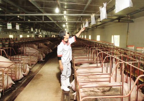 Thị trường thực phẩm cuối năm: Nguồn cung dồi dào, giá cả ổn định