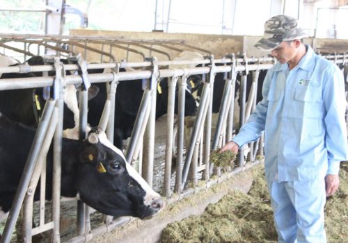 Làm giàu từ chăn nuôi bò sữa