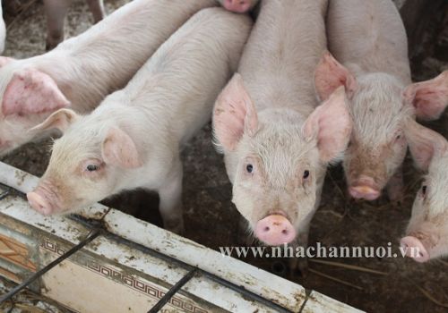 Vĩnh Long: Heo hơi tăng giá, người nuôi vẫn chưa có lời