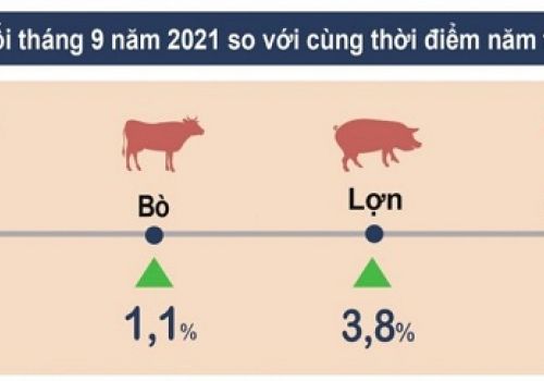 Tình hình chăn nuôi tháng 9.2021: Lợn và gia cầm chịu ảnh hưởng nặng nề của dịch Covid-19