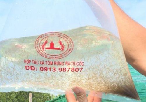 Cà Mau: Trao 1,5 triệu con giống cho xã viên Hợp tác xã Tôm Rừng Rạch Gốc