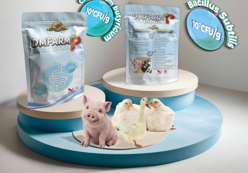 DMFARM P - MEN VI SINH