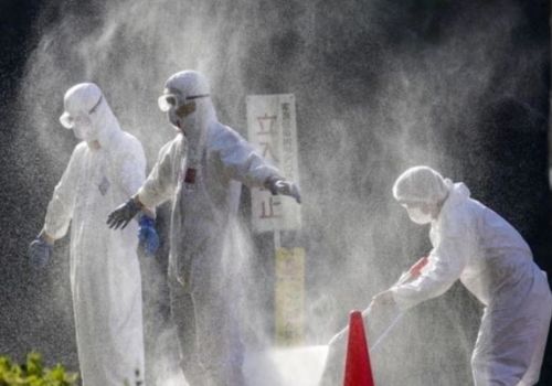 FAO cảnh báo chủng cúm gia cầm ở Đông Á cực nguy hiểm