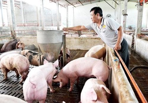 Giá heo hơi hôm nay: Mức cao nhất chỉ còn 49.000 đồng/kg