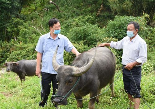 Đăk Glei (Kon Tum): Nỗ lực dập dịch tụ huyết trùng trên trâu, bò