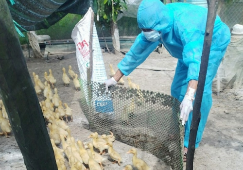 Xuất hiện dịch cúm gia cầm H5N1 tại tỉnh Quảng Trị