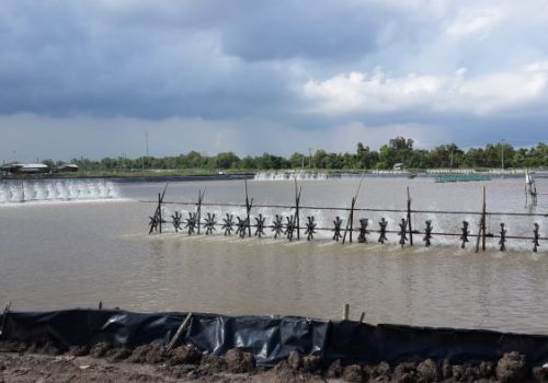 TP.HCM hỗ trợ 40% chi phí cho nông dân nuôi tôm công nghệ cao