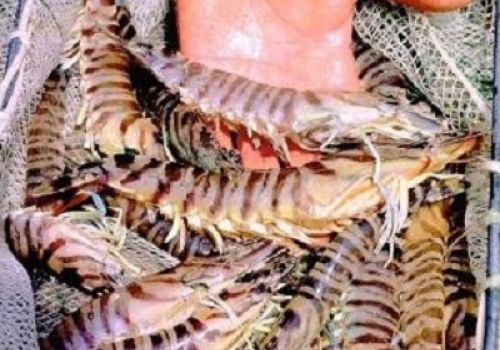 Hepatopancreatic Parvovirus – HPV