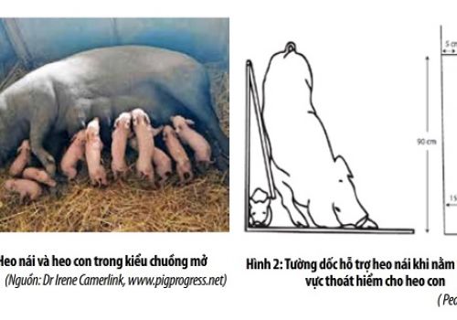 Hạn chế tổn thất heo con trong kiểu chuồng mở
