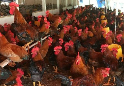 Kỹ thuật nuôi gà Mía và phòng bệnh bằng thảo dược