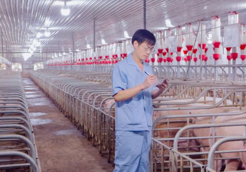 Bí quyết của chăn nuôi heo bền vững là chủ động nguồn con giống