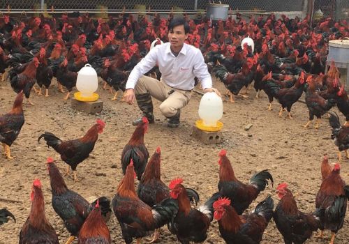 Làm giàu từ chăn nuôi gà sạch
