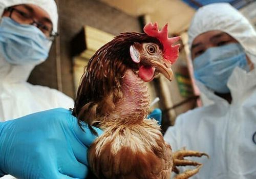 Lào Cai: Phát hiện 4 mẫu cúm gia cầm độc lực cao A/H5N8