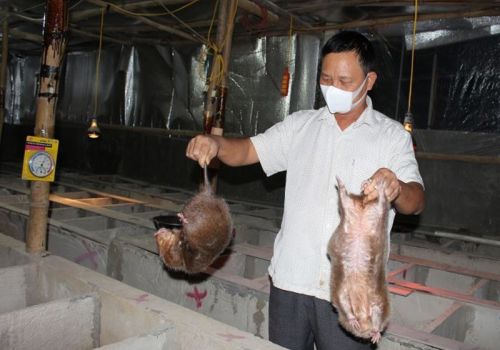 Lão nông làm giàu từ mô hình nuôi dúi