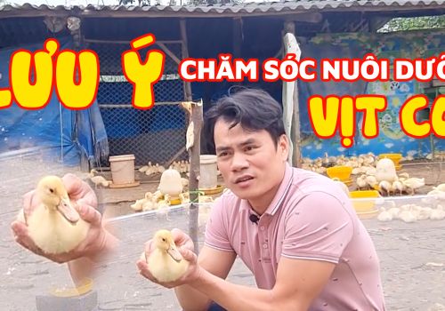 Lưu ý khi nuôi dưỡng, chăm sóc vịt con