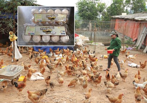 Hiệu quả chuỗi trứng gà Tiên Viên