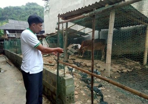 Mô hình chăn nuôi nhỏ hiệu quả cao