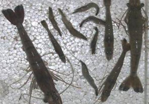 Monodon Baculovirus – MBV