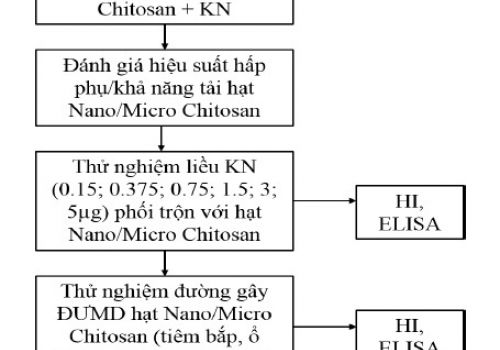 Sản xuất hạt nano chitosan làm tá chất cho vaccine cúm A/H5N1