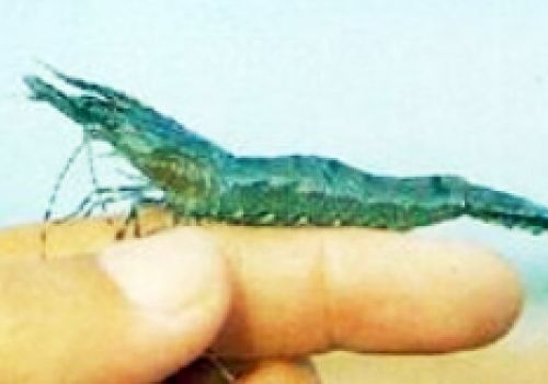 Bệnh đóng rong ở tôm.