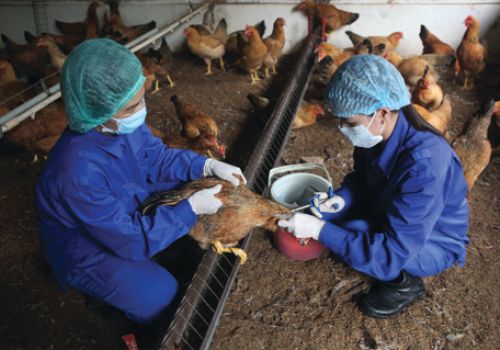 NHỮNG LƯU Ý PHÒNG BỆNH Ở VẬT NUÔI KHI THỜI TIẾT GIAO MÙA