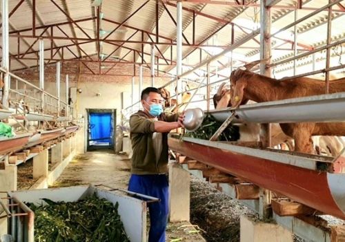 Hiệu quả mô hình nuôi dê Boer nhốt chuồng