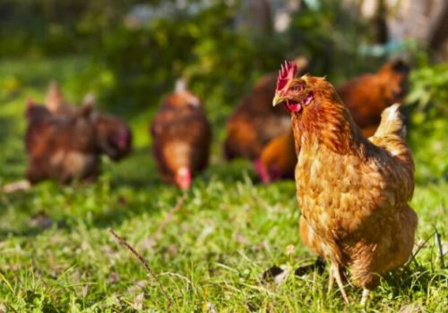 Gà thả vườn sẽ giảm nhiễm bệnh, phát triển nhanh hơn nếu làm điều này