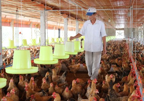 Những cơ hội và thách thức của ngành chăn nuôi trong năm 2023