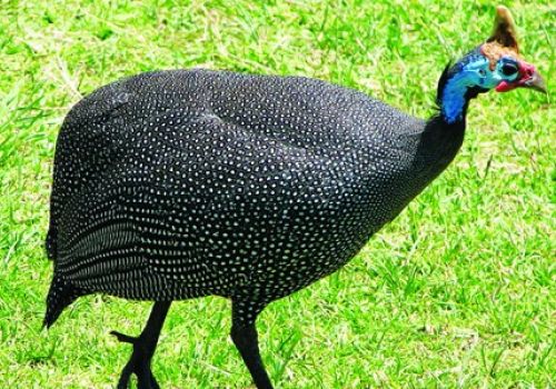 Nuôi gà Sao nuôi cho hiệu quả cao