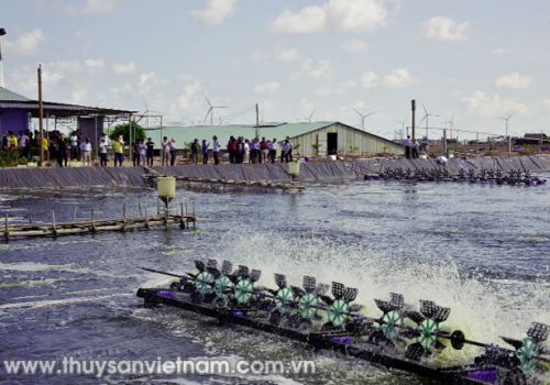 Điều kiện cơ sở vùng nuôi tôm thâm canh đảm bảo ATVSTP