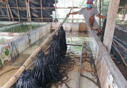 Phú Yên: Nông dân Tây Hòa phát triển mô hình nuôi lươn không bùn