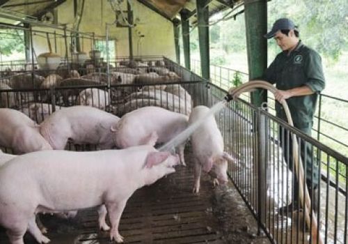 Quy trình nuôi dưỡng và chăm sóc heo thịt