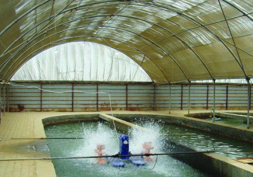 Công nghệ nuôi tôm siêu thâm canh tiên tiến